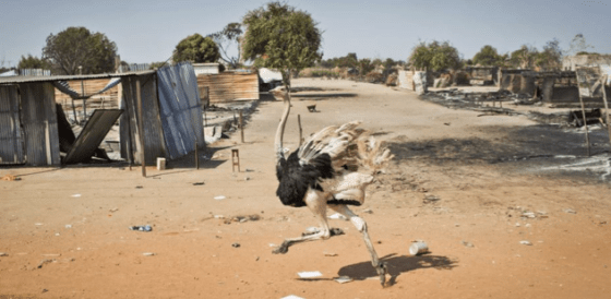 An ostrich runs through empty streets and past destroyed buildings, after government forces on Friday retook from rebel forces the provincial capital of Bentiu, in Unity State, South Sudan, Jan. 12, 2014.(Photo: VOA)