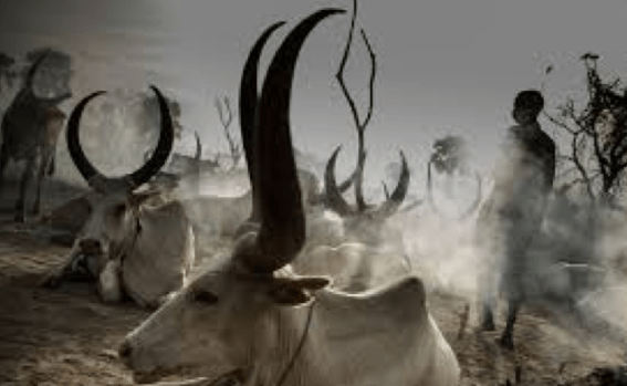 An organized cattle camp somewhere in South Sudan(Photo credits: flickr.com)