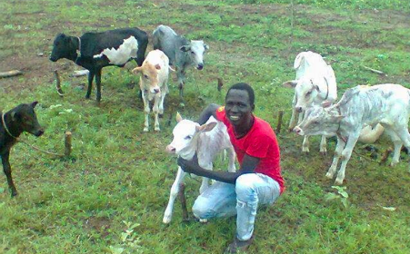 Cattle in Gogrial County of South Sudan (Photo credits: author)