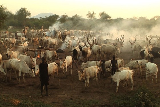 Thousands of people in the Mundari tribal area of Terekeka County in Southern Sudan have been displaced after neighbouring tribes killed 