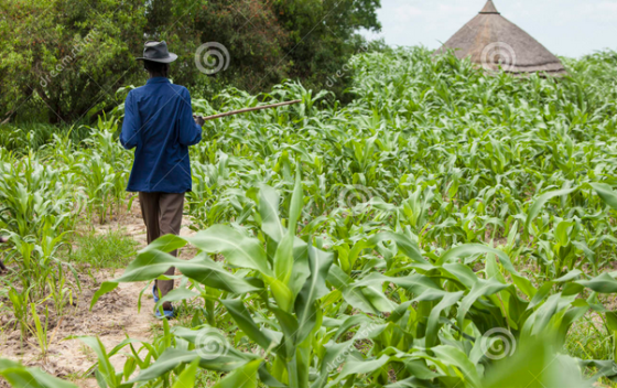 Small scale farming in South Sudan, a farmer in his millet farm(Photo: extracted)