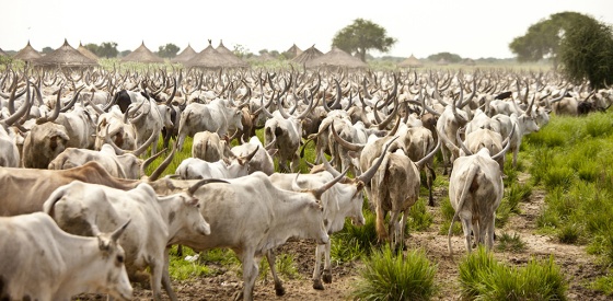 Dinka cattle camp by John Wollwerth, Shutterstock...